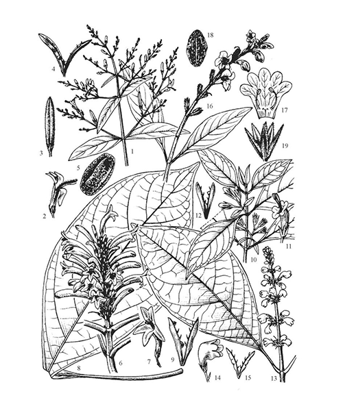 Natural compounds from  Andrographis paniculata